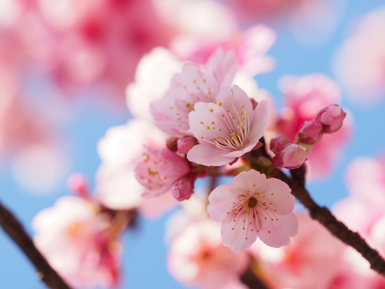 立春（りっしゅん）