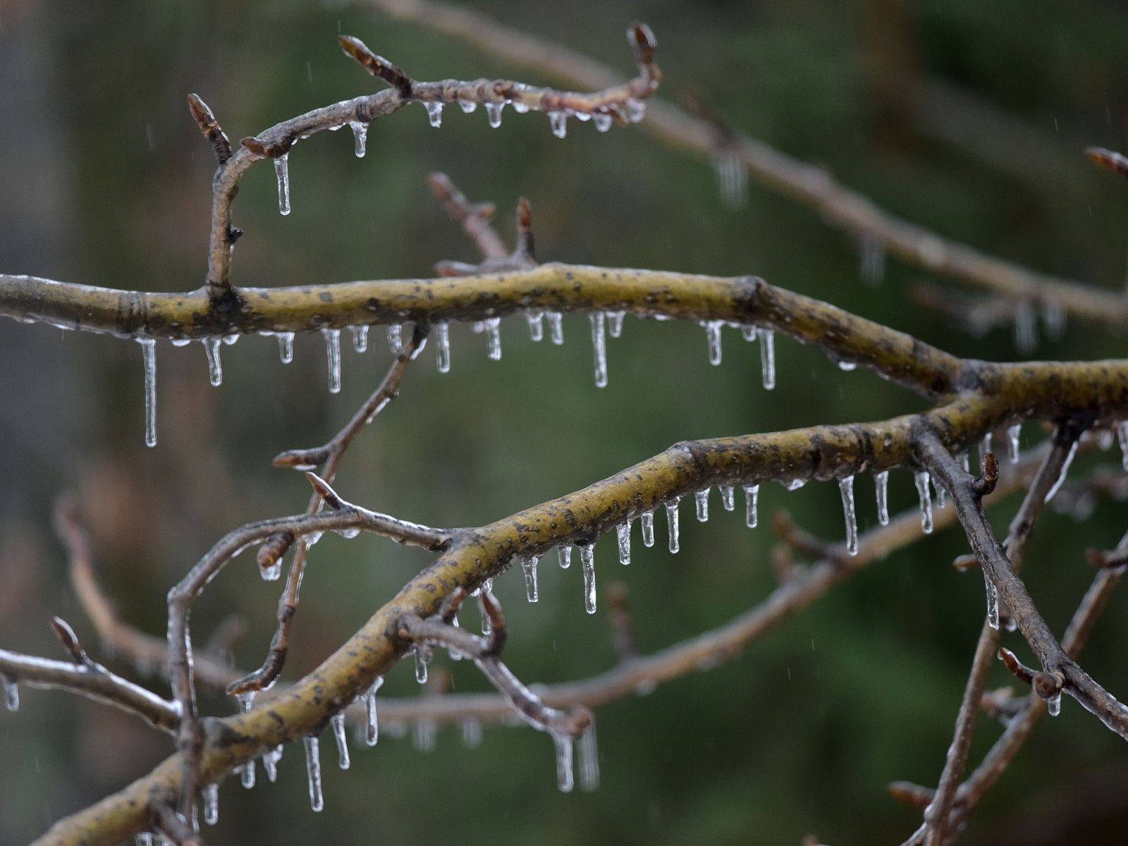 雨水（うすい）