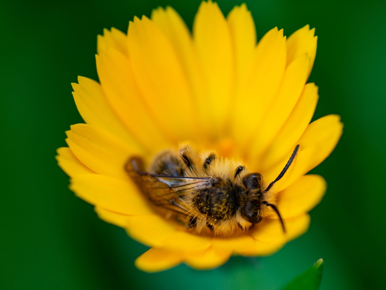 啓蟄（けいちつ）