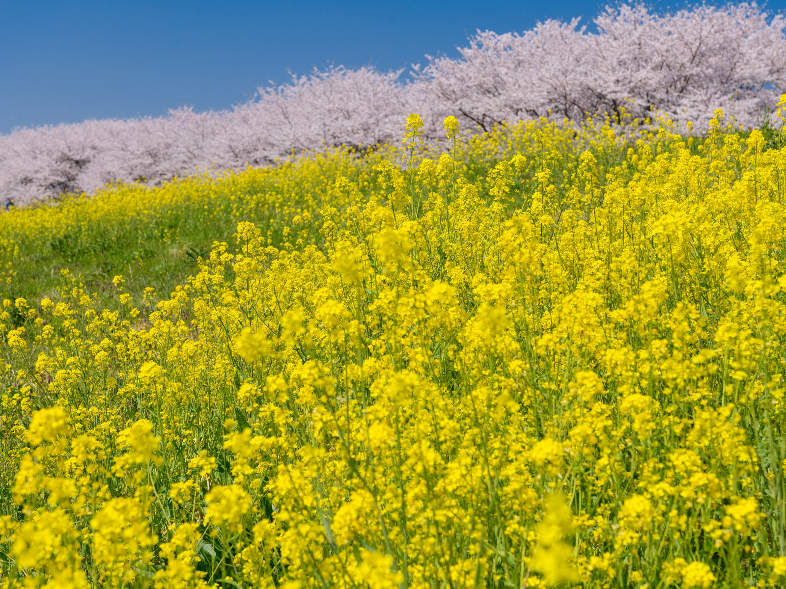 春分（しゅんぶん）