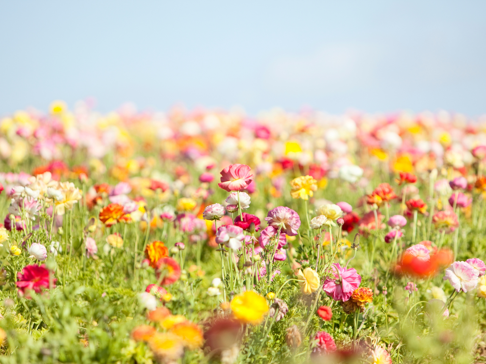 清明（せいめい）