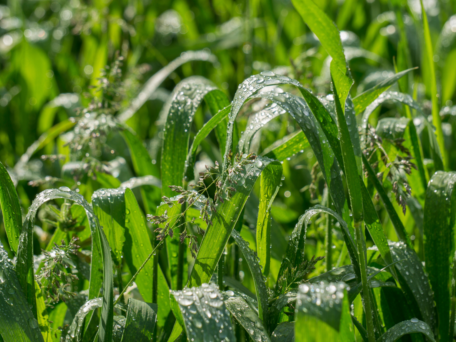 穀雨（こくう）