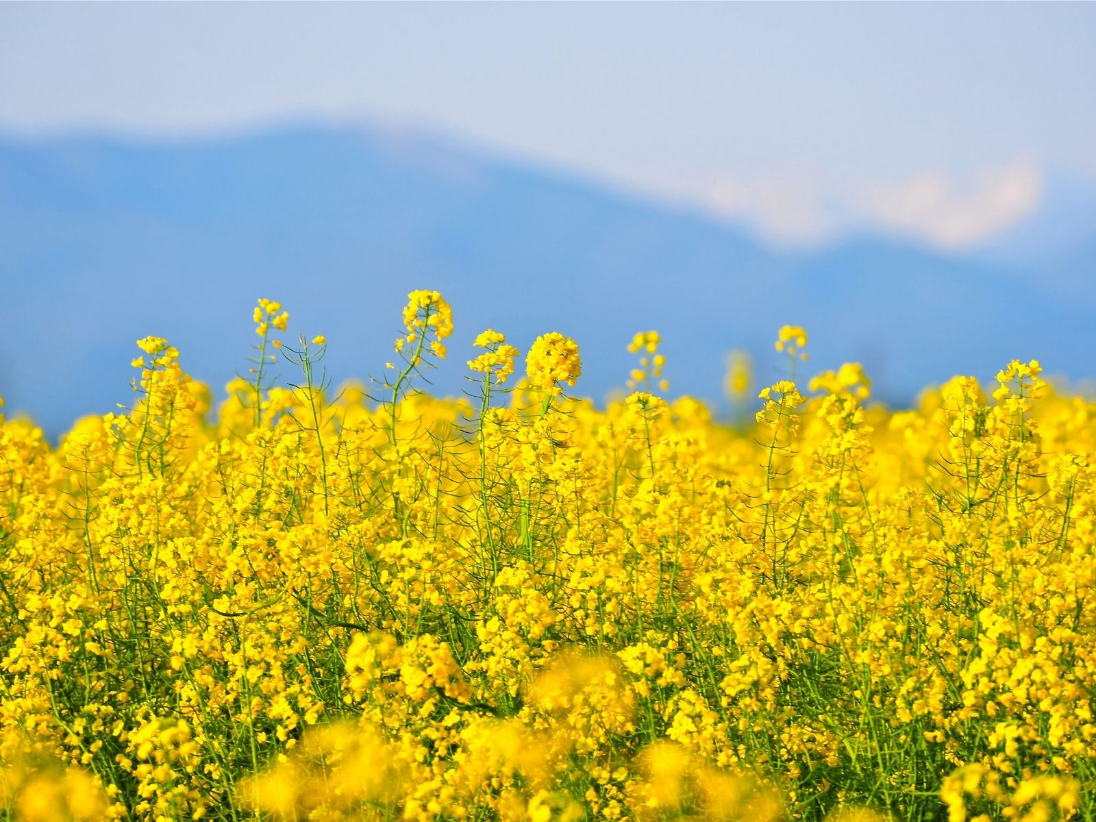 立夏（りっか）