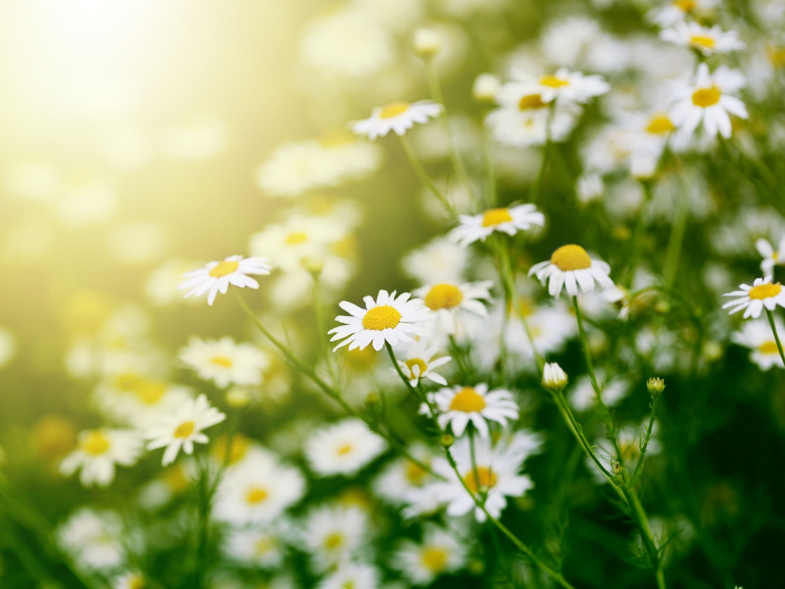 試練の時に寄り添う青い癒し ― カモミール・ジャーマンが伝える魂のメッセージ