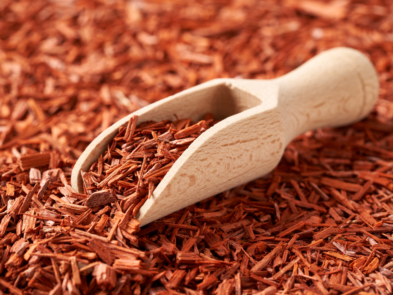 魂を浄化し本質に還る香り｜サンダルウッドのスピリチュアルな力