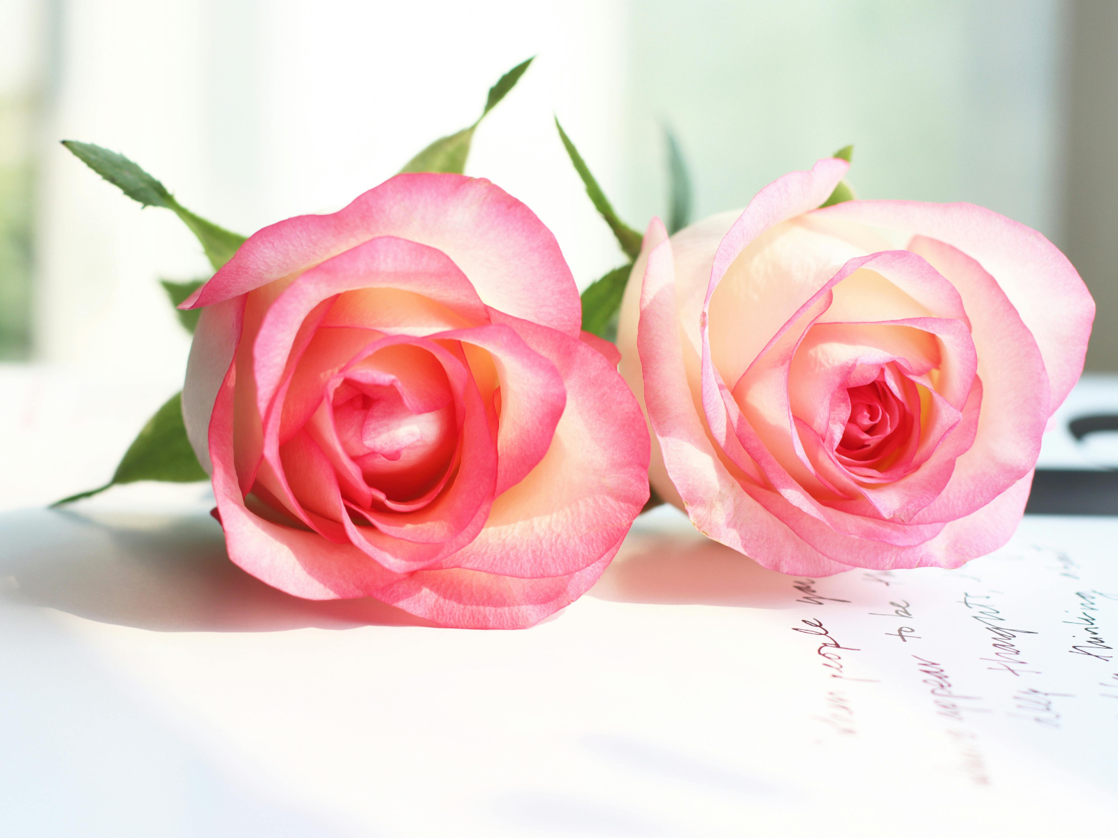 愛される私へ還る。ローズが呼び覚ます美と豊かさのエネルギー