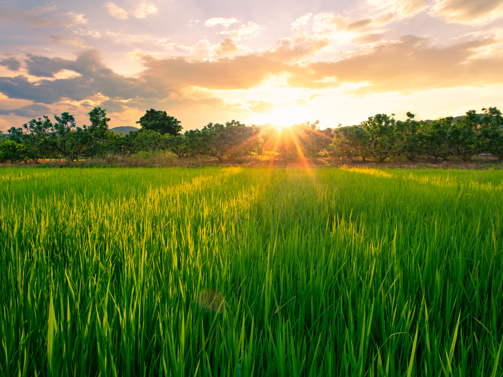 芒種（ぼうしゅ）
