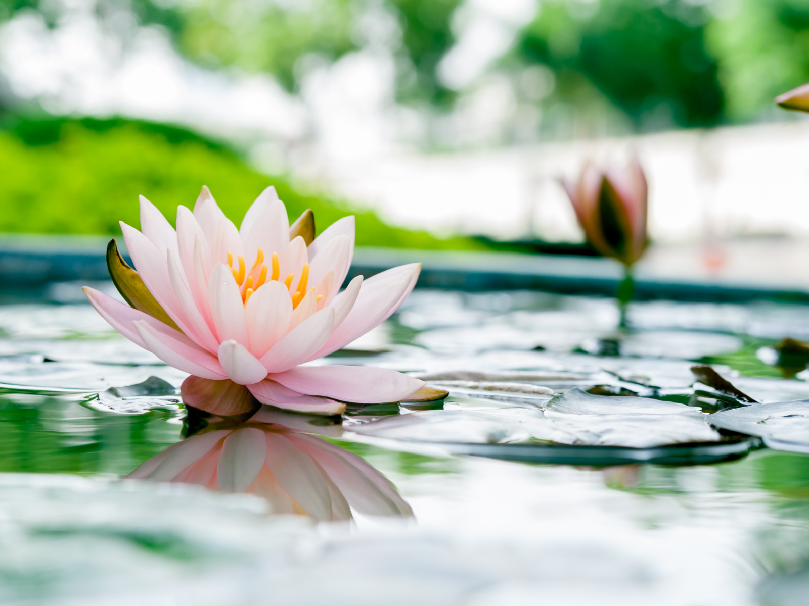 小暑（しょうしょ）