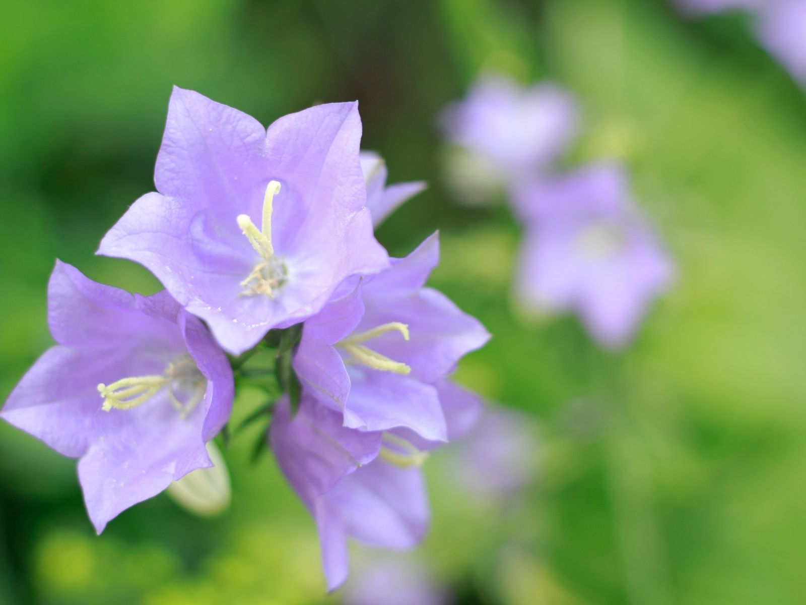 立秋（りっしゅう）