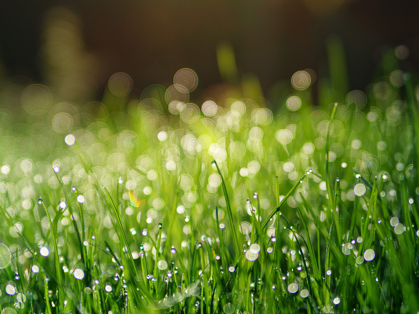 白露（はくろ）