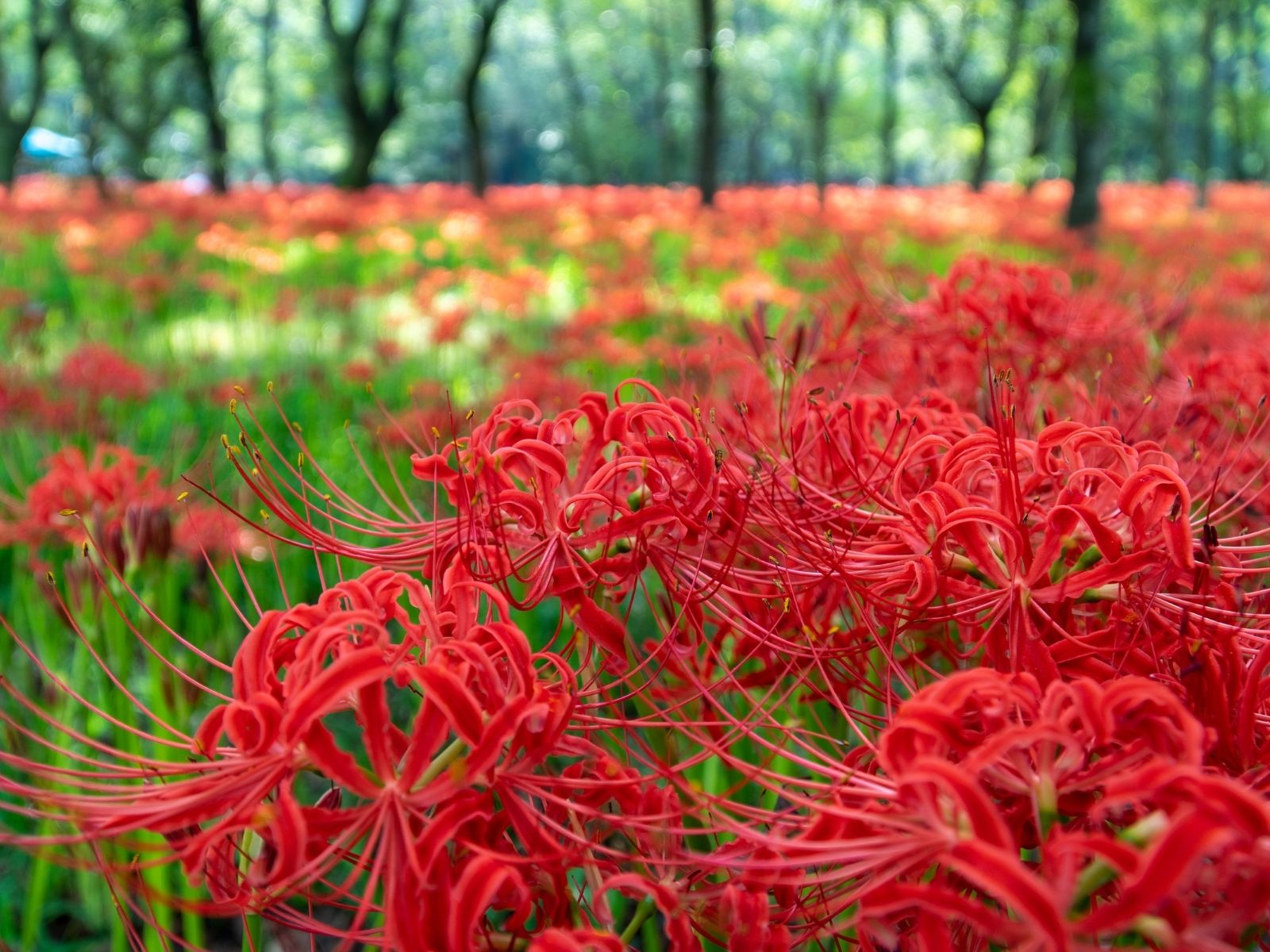 秋分（しゅうぶん）