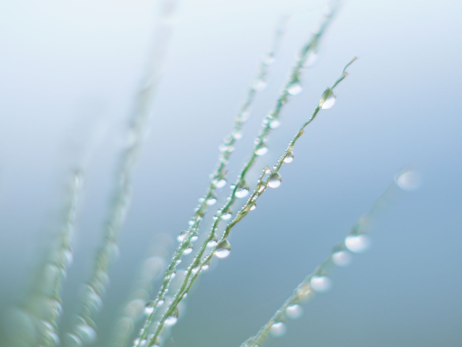 寒露（かんろ）