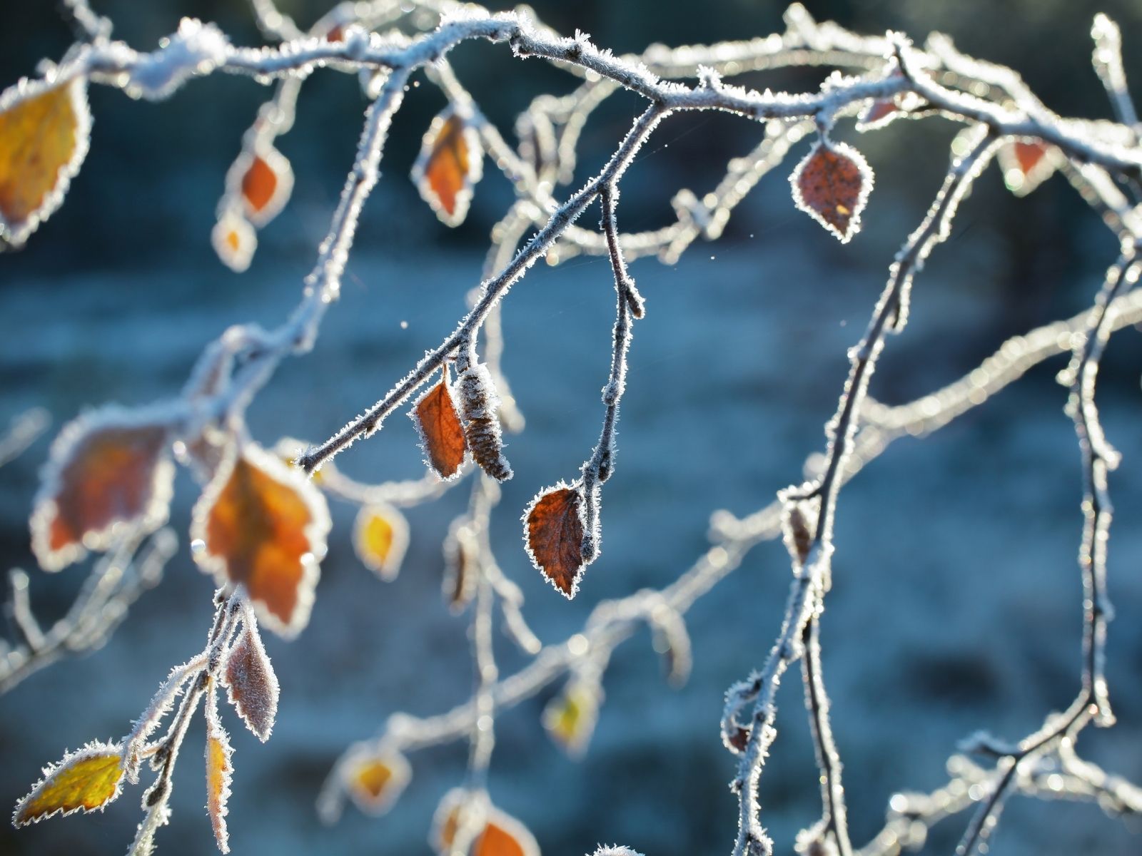 霜降（そうこう）