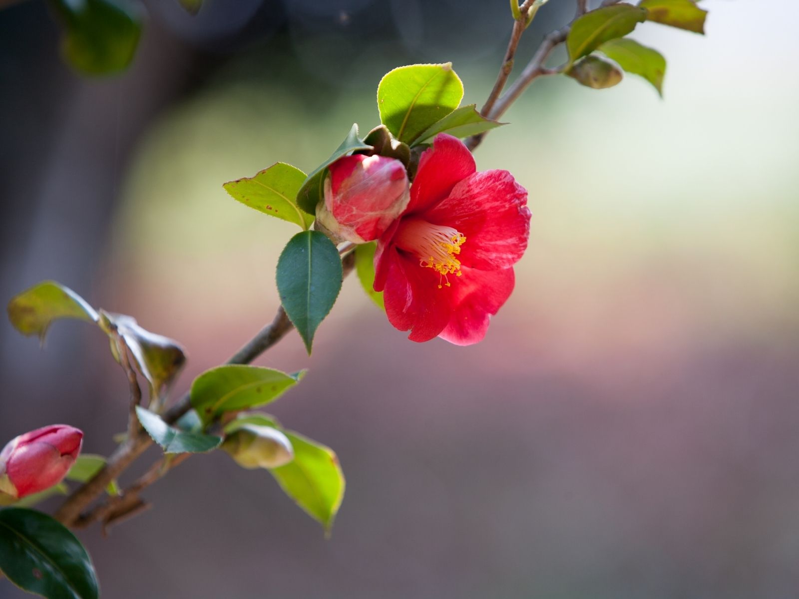 立冬（りっとう）