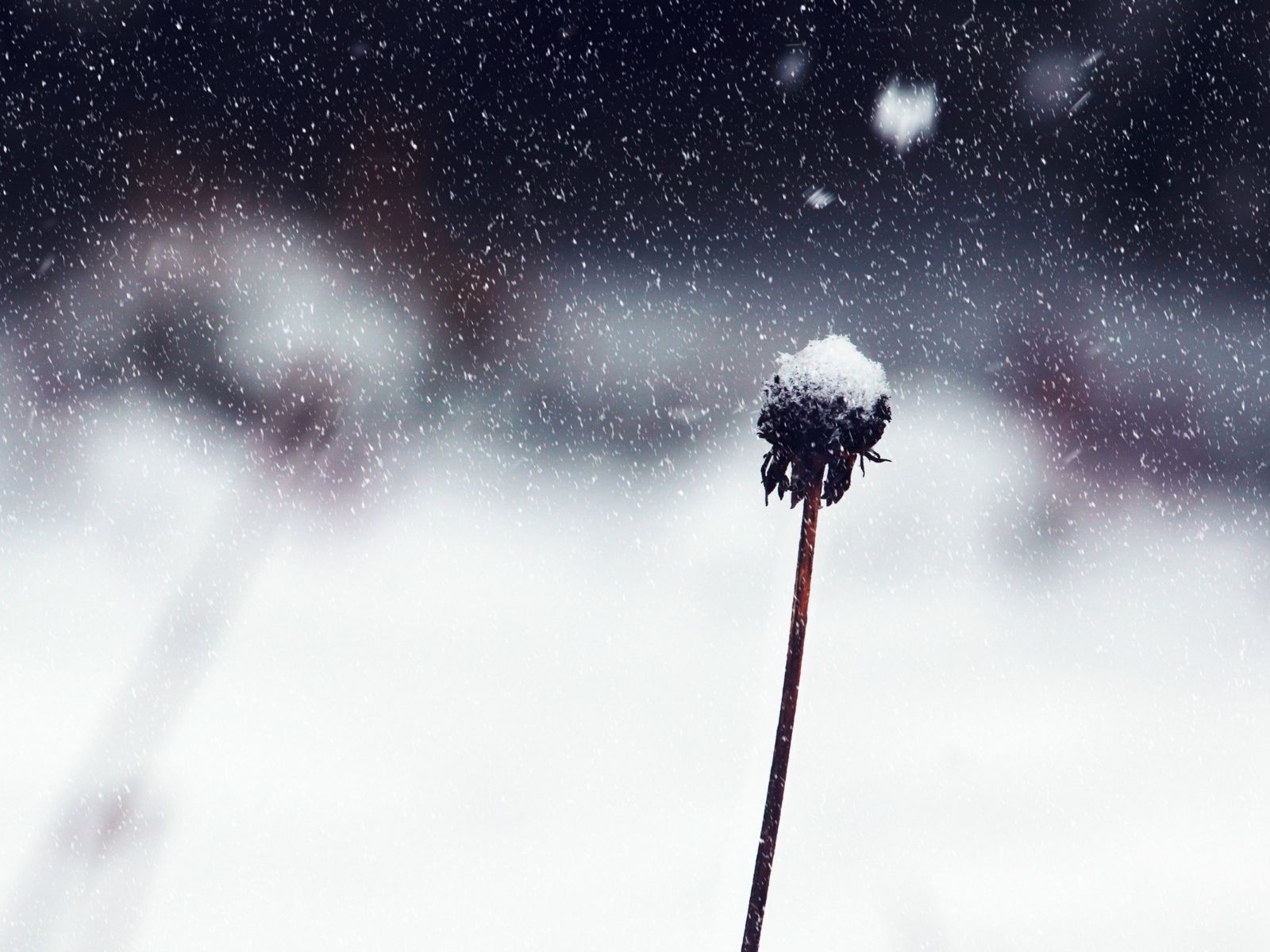 小雪（しょうせつ）