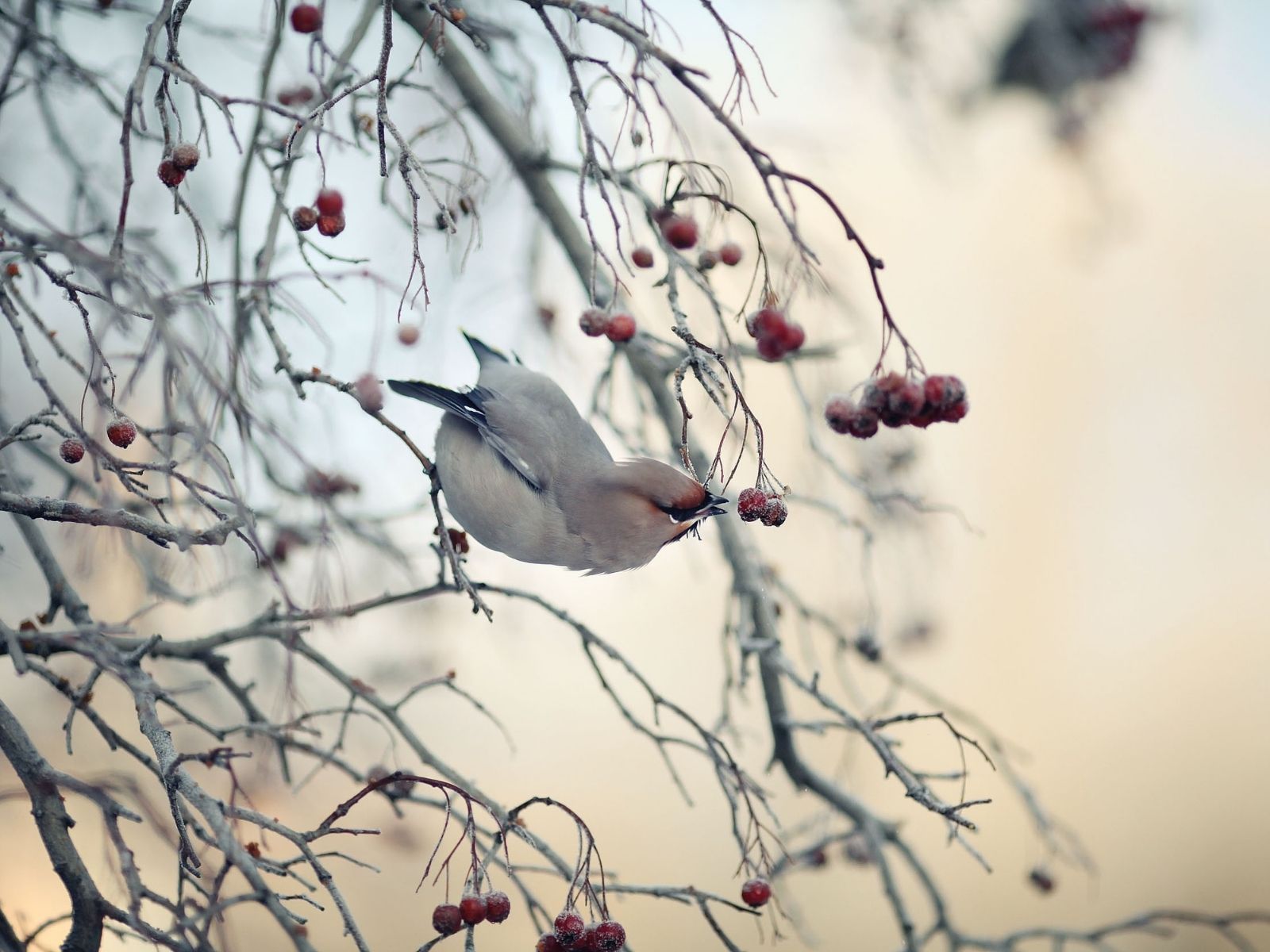 小寒（しょうかん）