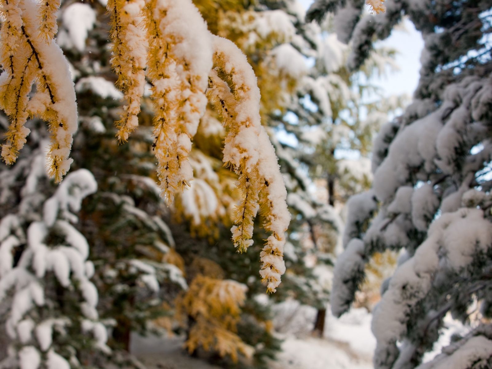 大雪（たいせつ）